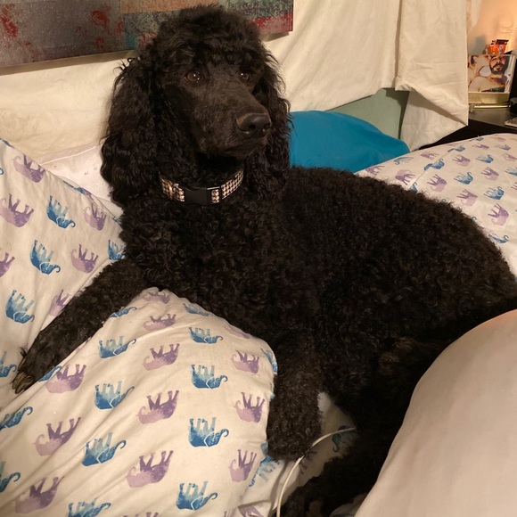 Meet your Posher, Tavia marie - Picture 1 of 1